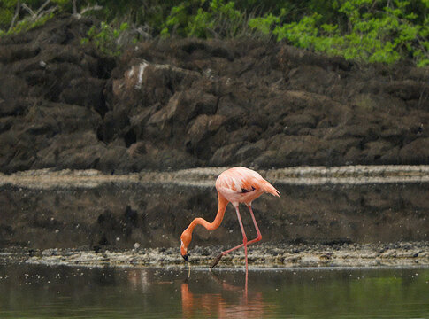 Pink Flamingo Foraging in Shallow Water - Powered by Adobe