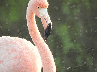 Elegant Pink Flamingo with Soft Bokeh Background