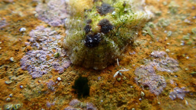 Possibly red algae (Champia parvula cf.) undersea, Ligurian Sea, Italy, Imperia
