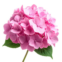 Pink hydrangea flower with overlapping petals and green leaves