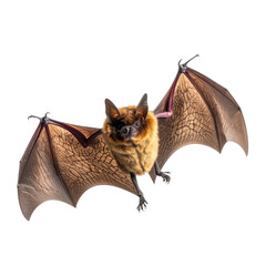 Flying bat with open wings and cute face on a dark background