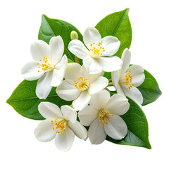 White flowers cluster with bright yellow centers. Fresh greenery