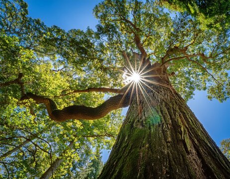 majestic old growth tree stretching upward with sunburst through green canopy viewed from below against blue sky - Powered by Adobe