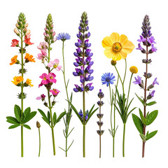 Various wildflowers grow on stems against a solid black background