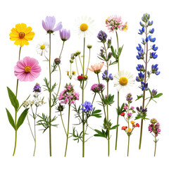 Colorful wildflowers bloom, isolated on a black background