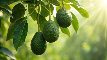 Fresh avocados hanging on the tree in the bright sunshine creating a vibrant and healthy scene for culinary inspiration and wellbeing content