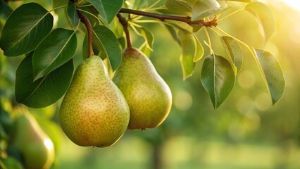 Sun-kissed pears hanging fresh from the tree, ready for harvest in the golden morning light perfect for healthy lifestyle content