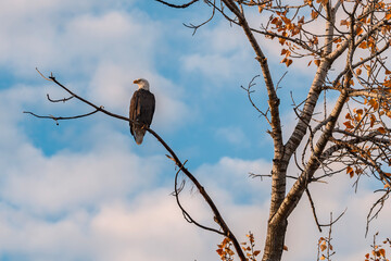 Bald Eagle perched