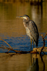Great Blue Heron standing