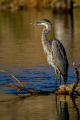 Great Blue Heron on the Boise River Idaho