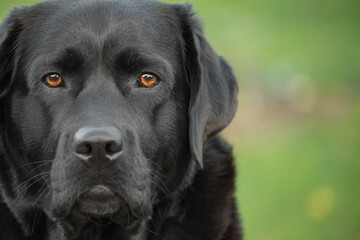 Black Labrador Retriever dog on a background of blurred natural greenery.