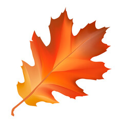 Autumn leaf png, transparent background
