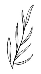 Png plant branch doodle illustration, transparent background