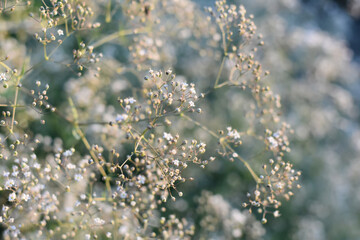 White flowers of Gypsophila. Blurred and fuzzy plant background. Gypsophilia flowers in spring garden. Pattern of small flowers. Selective focus.