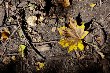 A Top-Down View Of A Yellow And Brown Autumn Maple Leaf Lying On The Ground With Wood Chips In Dramatic Sunlight.