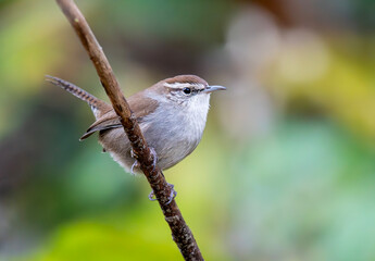 Bewick's Wren on a Branch 