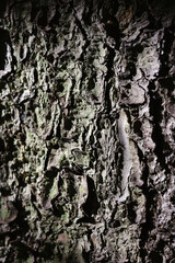 A Close-Up Of An Old Tree Trunk With Deep Cracks And Moss, Creating A Grungy And Abstract Natural Background.