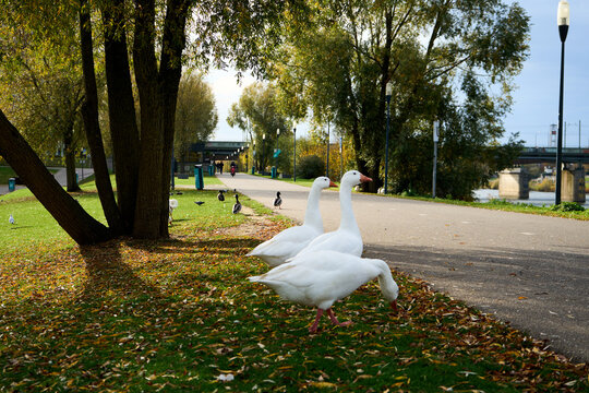 weiße gänse auf einer grünen wiese, umgeben von herbstlichem laub. die aufnahme zeigt mehrere gänse im stehen und im sitzen, mit klar erkennbaren details ihres weißen gefieders und der orangefarbenen 