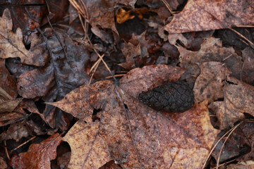 A Top-Down View Of A Dark, Wet Pine Cone Lying On A Carpet Of Brown And Yellow Fallen Leaves In A Forest.