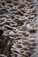 A Texture Of Multiple Layers Of White And Gray Bracket Fungi Growing On The Bark Of A Tree In The Forest.