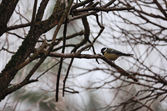 A Small Great Tit Bird Perched Amidst A Tangle Of Bare Tree Branches Against A Pale, Overcast Sky.