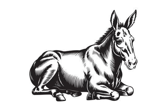 Vintage engraving of a donkey resting on a white background