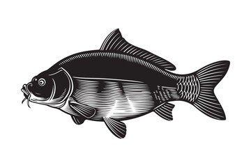 Vintage engraving of a black carp fish