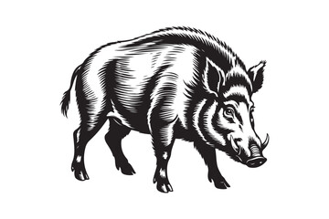 Naklejka premium Detailed engraving of a wild boar standing