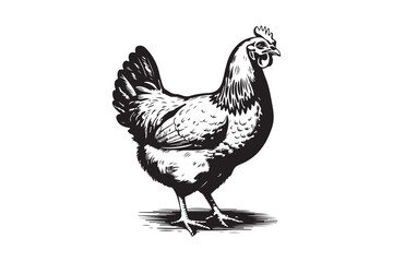 Vintage black and white illustration of a standing hen