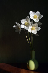 Composition of white flowers in a ceramic vase. Wood anemones in vase on black background. Delicate first anemones wih  sunlight. First spring flowers. Spring , floral background. Eriocapitella toment