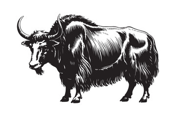 Detailed sketch of a majestic highland yak with long horns