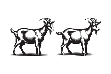 Two detailed black and white illustrations of goats standing side by side