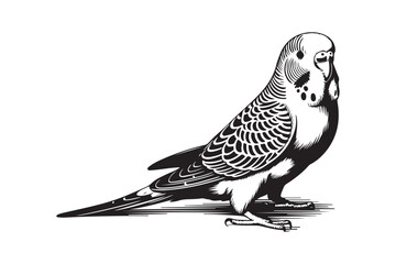 Detailed black and white illustration of a budgerigar bird