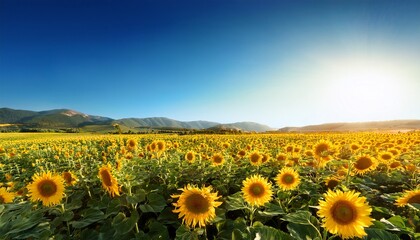 Fototapeta premium sunflower field view vibrant nature landscape clear blue sky