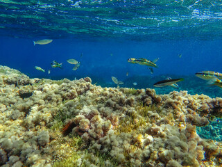 Dark blue ocean surface seen from underwater. Abstract waves underwater and rays of sunlight shining through, Sun light rays undersea deep, Underwater background with sea bottom, Mediterranean sea.