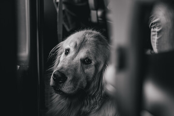 Obraz premium Sad cute dog laying on the floor looking at you