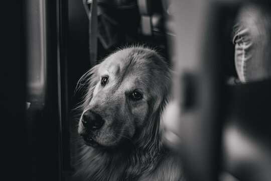 Sad cute dog laying on the floor looking at you