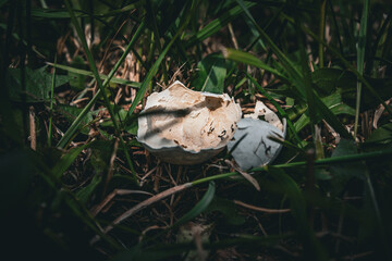 cracked egg