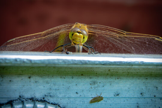 Dragonfly