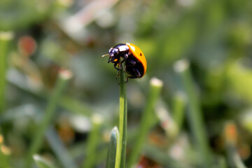 Lady bug