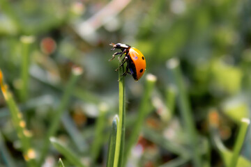 Naklejka premium Lady bug