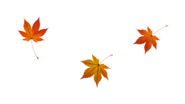 Autumn maple leaves isolated on white background for seasonal design and decoration