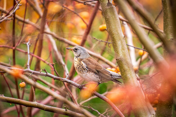 A fieldfare perched among colorful autumn branches, showcasing its brown and grey plumage in a natural woodland setting