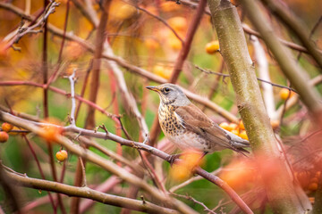 A fieldfare perched among colorful autumn branches, showcasing its brown and grey plumage in a natural woodland setting