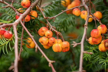 Clusters of small orange and red crabapples hanging from tree branches with green foliage in the background