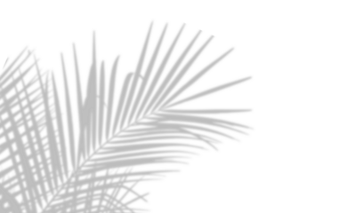 Realistic coconut palm leaf shadow isolated on transparent white background. Decorative design elements for Summer Season mockups. Creative overlay effect. Vector transparent palm leaves shadows, PNG