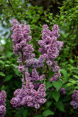 Lilac blossoming branches. Selective focus. Branch of lilac flowers with green leaves. Floral spring Easter background.