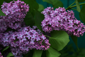 Fototapeta premium Lilac blossoming branches. Selective focus. Branch of lilac flowers with green leaves. Floral spring Easter background.