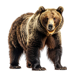 Majestic brown bear standing tall with thick fur and a powerful build
