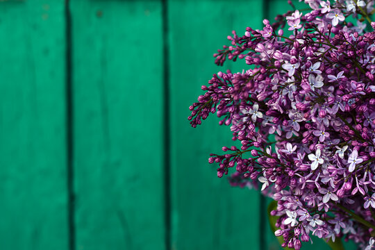 Lilac in bloom. Lilac with purple flowers flowering in the garden. Floral spring background. Syringa vulgaris. Blooming lilac bush on green background. Easter concept. - Powered by Adobe